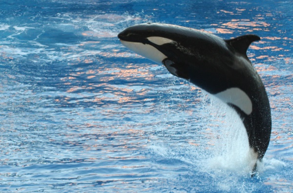 orca's en dolfijnen | Orlando
